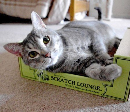 Scratch Lounge Cardboard Cat Scratcher & Lounger for Large Cats - XL 13x22 with Reversible Floor & Catnip - Heavy Duty Durable Bed Lasts 10x Longer Than Conventional Scratchers