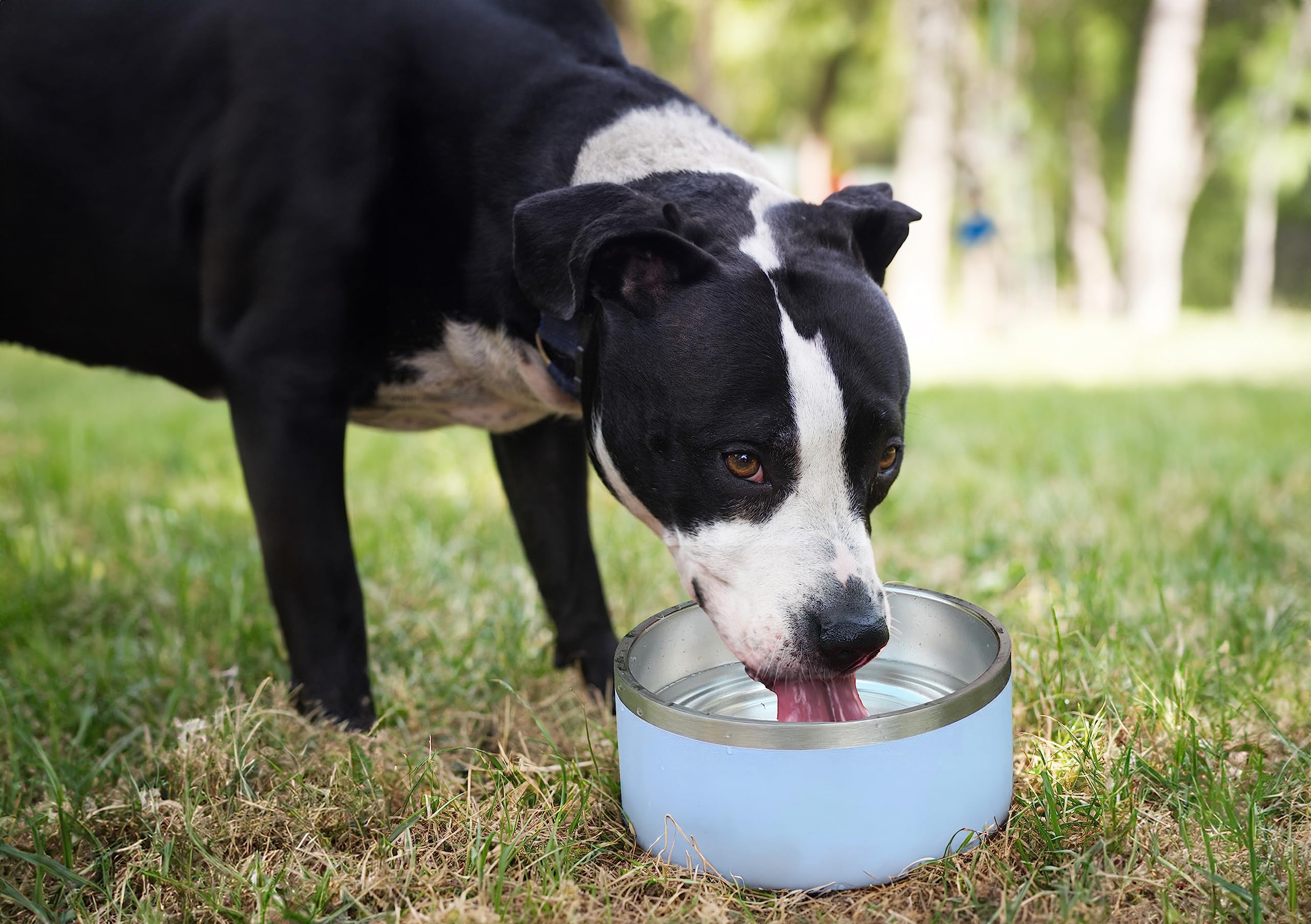 ALPINE Set of 2 Stainless Steel Dog Bowls, Non Slip, Metal Pet Bowl for Food and Water, Double Walled Insulated, Rustproof, Dishwasher Safe (32 oz, Black)